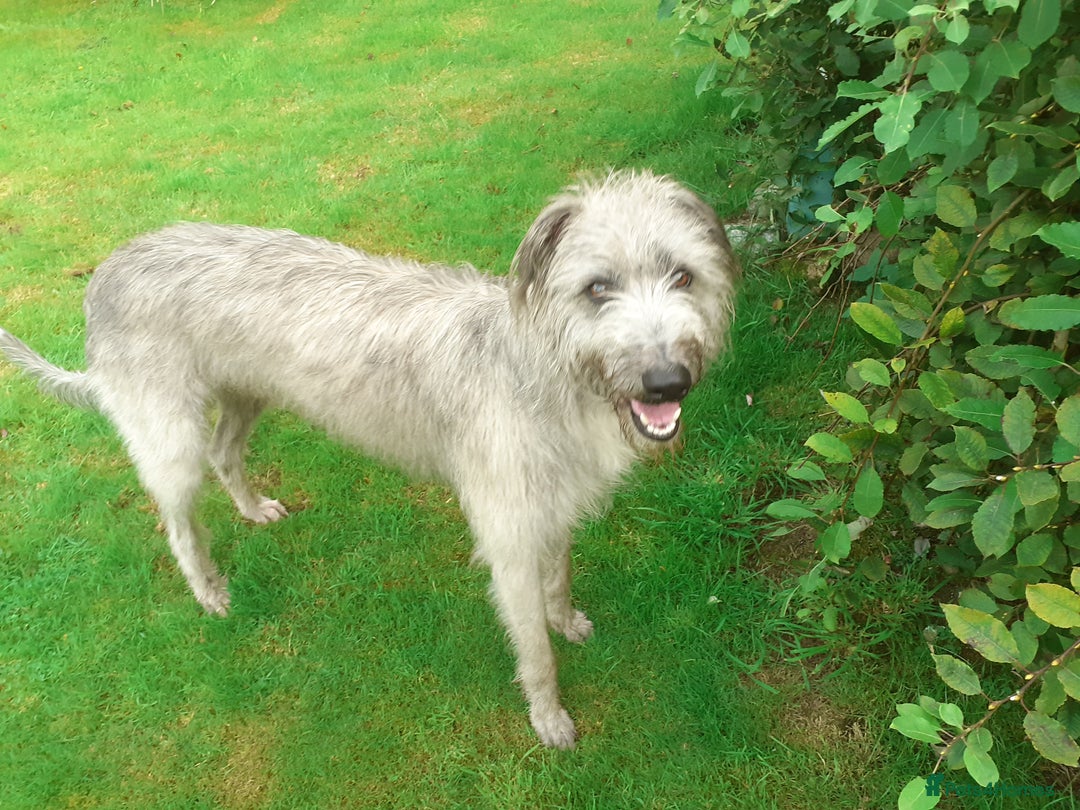 Mixed Breed dogs for sale: Deer Doodle Puppies - Advert 5