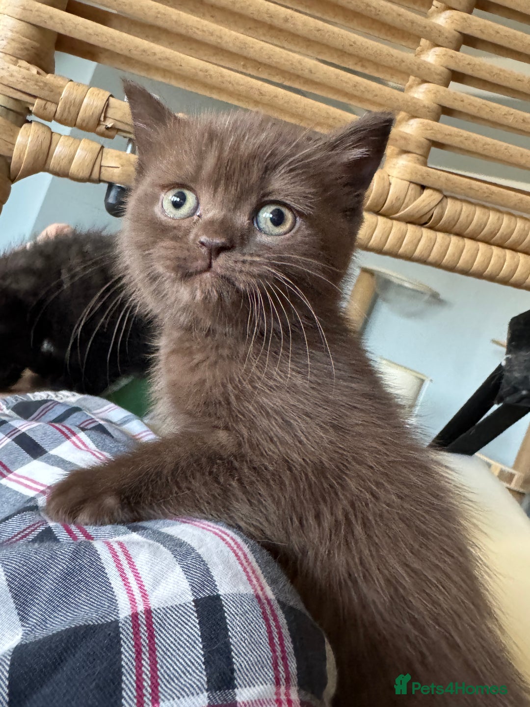 British Shorthair cats for sale: 2 Outstanding BSHLitter Chinchilla &Classic Lines) - Advert 36