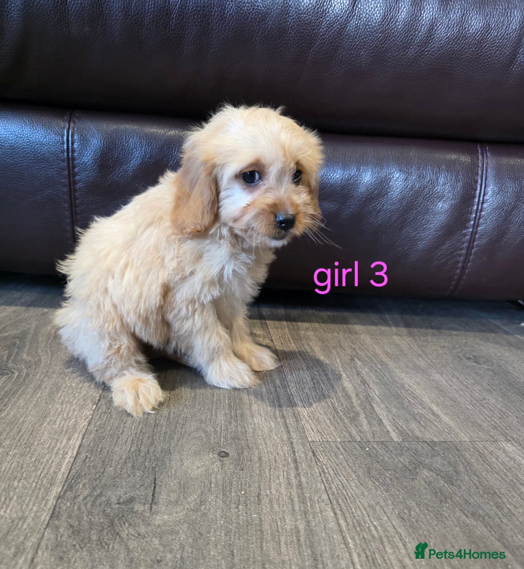 Cockapoo dogs for sale: Adorable cockapoo pups ready to go 🐶 - Image 17