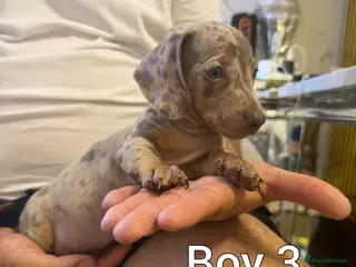Miniature Dachshund dogs Miniature dachshund - Advert 5