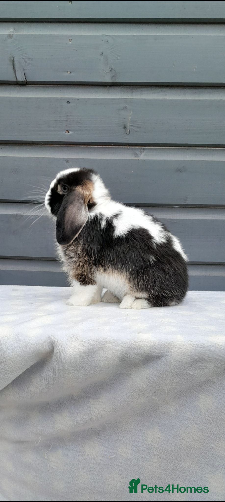 Mini Lop rabbits Stunning purebred mini lops  - Advert 1