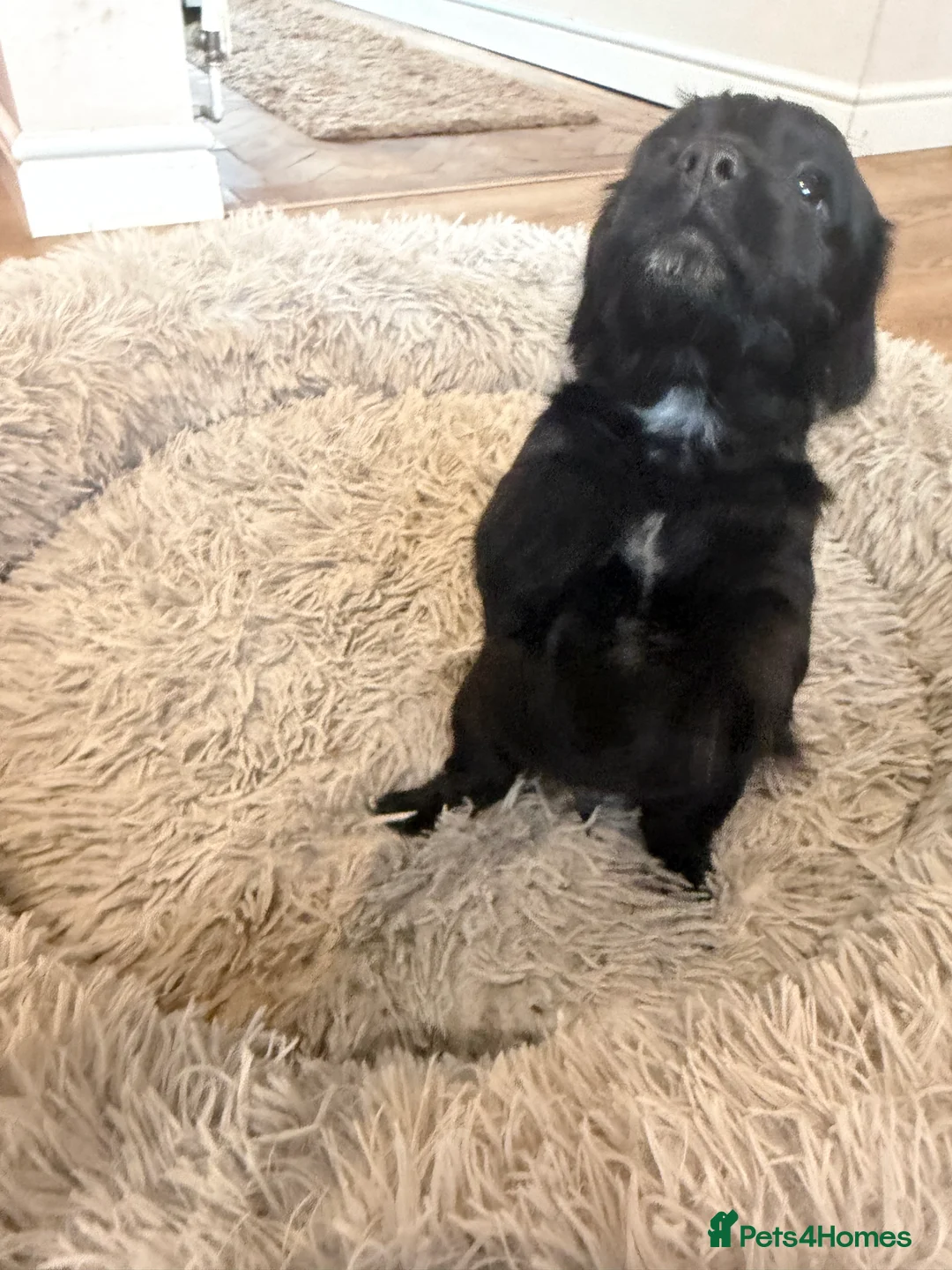 Cocker Spaniel dogs for sale: Working cocker spaniel pups  - Advert 12