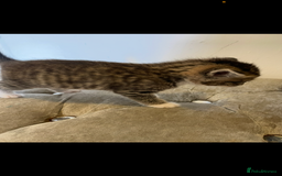 Mixed Breed cats for sale: Kittens ready now  - Image 6