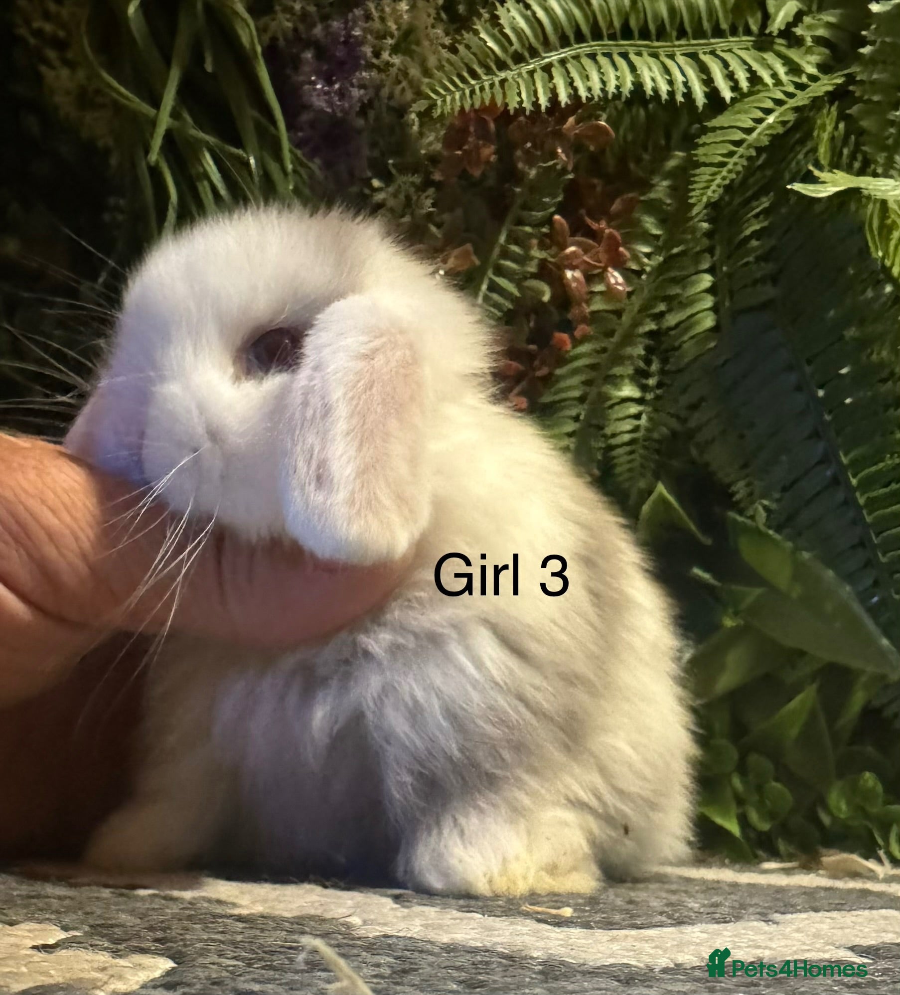 Mini Lop rabbits ⭐️MINI LOPS 2 girls ready to go  - Advert 2
