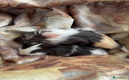 Guinea Pig rodents for sale: LONG HAIRED GUINEA PIGS 2 Boys 1 Girl - Image 16