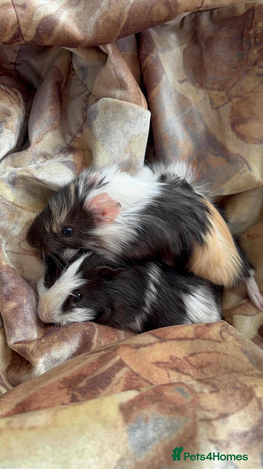 Guinea Pig rodents for sale: LONG HAIRED GUINEA PIGS 2 Boys 1 Girl - Image 16
