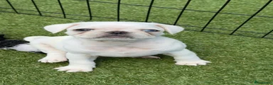 Pug 1