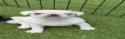 Pug dogs for sale: Beautiful & Unusual Purebred Pug Puppies £1000 - Advert 8