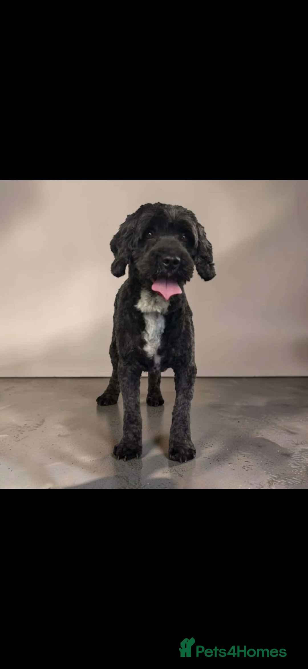 Cavapoo dogs for sale: CAVAPOO - Advert 3
