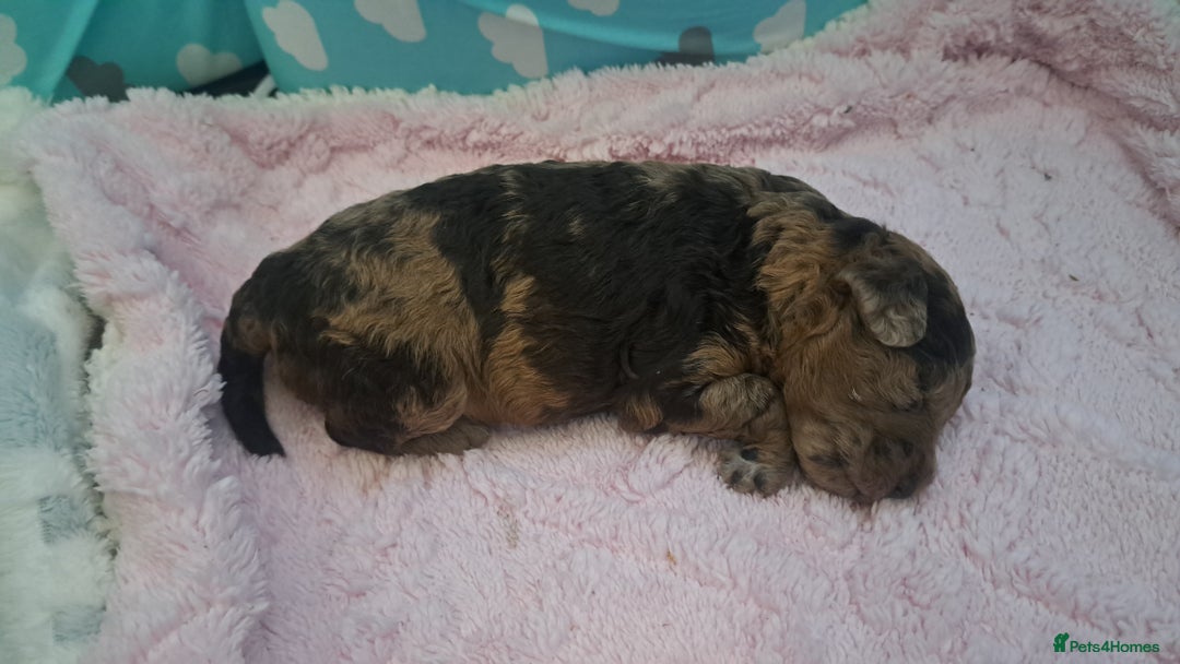 Miniature Poodle dogs for sale: Mini poodle puppies  - Image 4