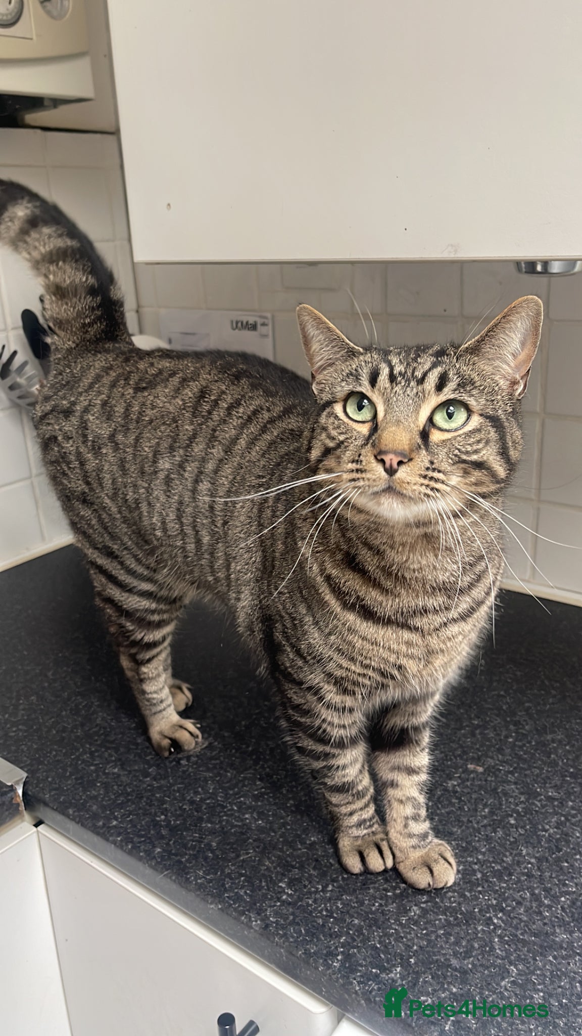 Mixed Breed cats Cat for free - Advert 2