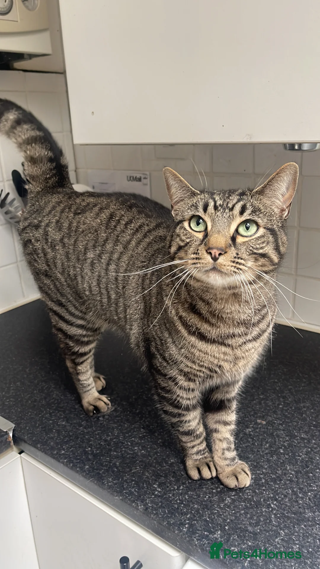 Mixed Breed cats for sale: Cat for free - Advert 1