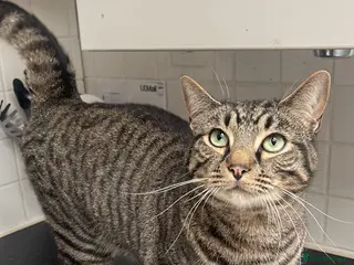 Mixed Breed cats Cat for free - Advert 3