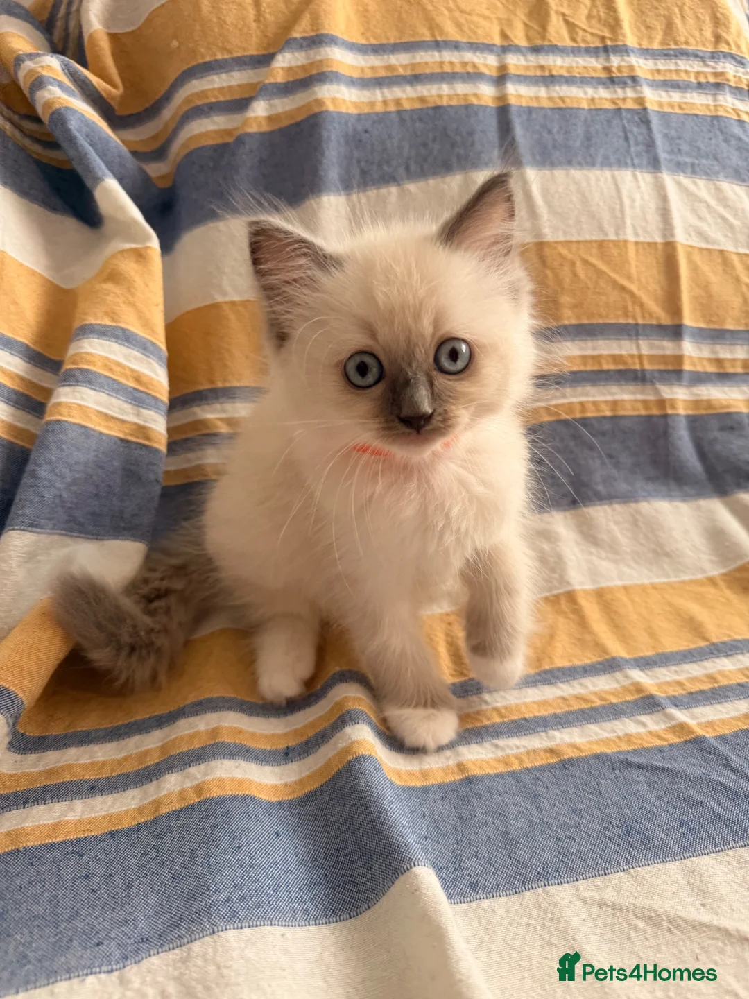 Ragdoll cats for sale: 5 beautiful ragdoll kittens  - Advert 2