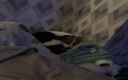 Jack Russell dogs for sale: Jack Russell for loving home - Advert 6