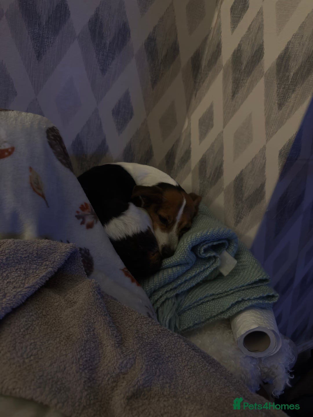 Jack Russell dogs for sale: Jack Russell for loving home - Advert 6