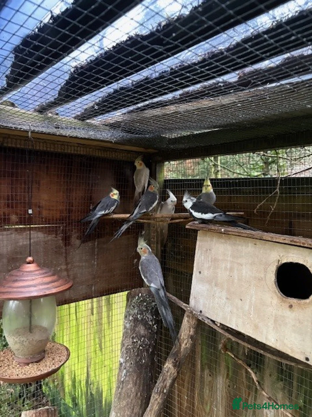 Cockatiels birds for sale: Cockatiels  for sale - Advert 4