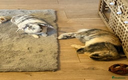 French Lop rabbits for sale: Gizmo and Della  - Image 6