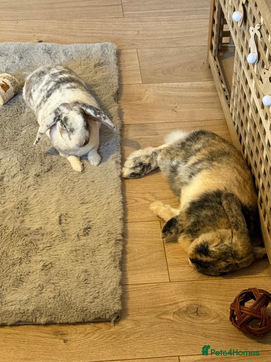 French Lop rabbits for sale: Gizmo and Della  - Image 6