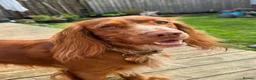Cocker Spaniel dogs for stud: Stud Cocker Spaniel  in Camborne - Advert 3