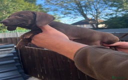 Dachshund dogs for sale: Min dachshund x teckel ( standered dachshund) - Image 12