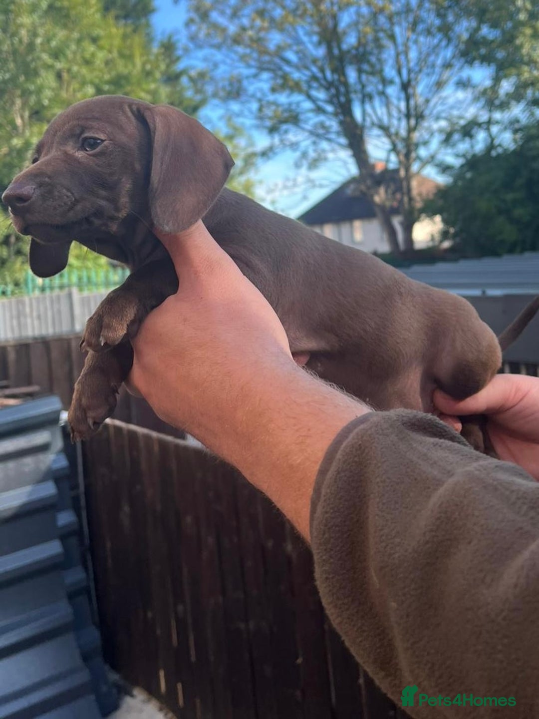 Dachshund dogs for sale: Min dachshund x teckel ( standered dachshund) - Image 12
