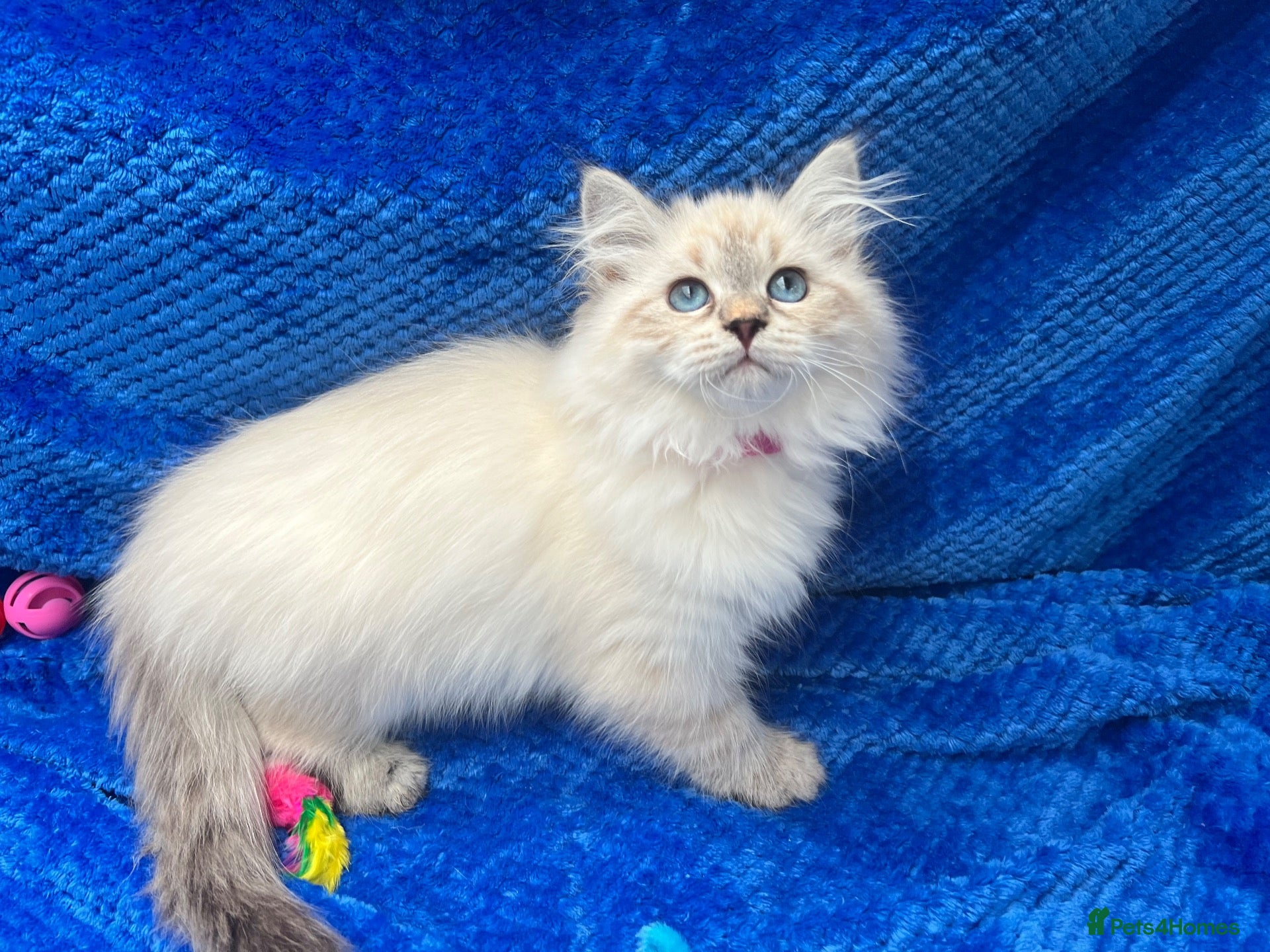 Siberian cats 💙💙Stunning GCCF Reg Siberian Babies💙💙 - Advert 1