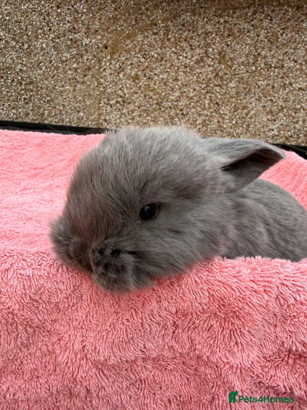 French Lop rabbits for sale: French lops  - Advert 6