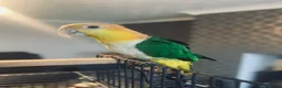 Parrots birds for sale: Bonded pair of yellow thighed caiques  - Advert 10