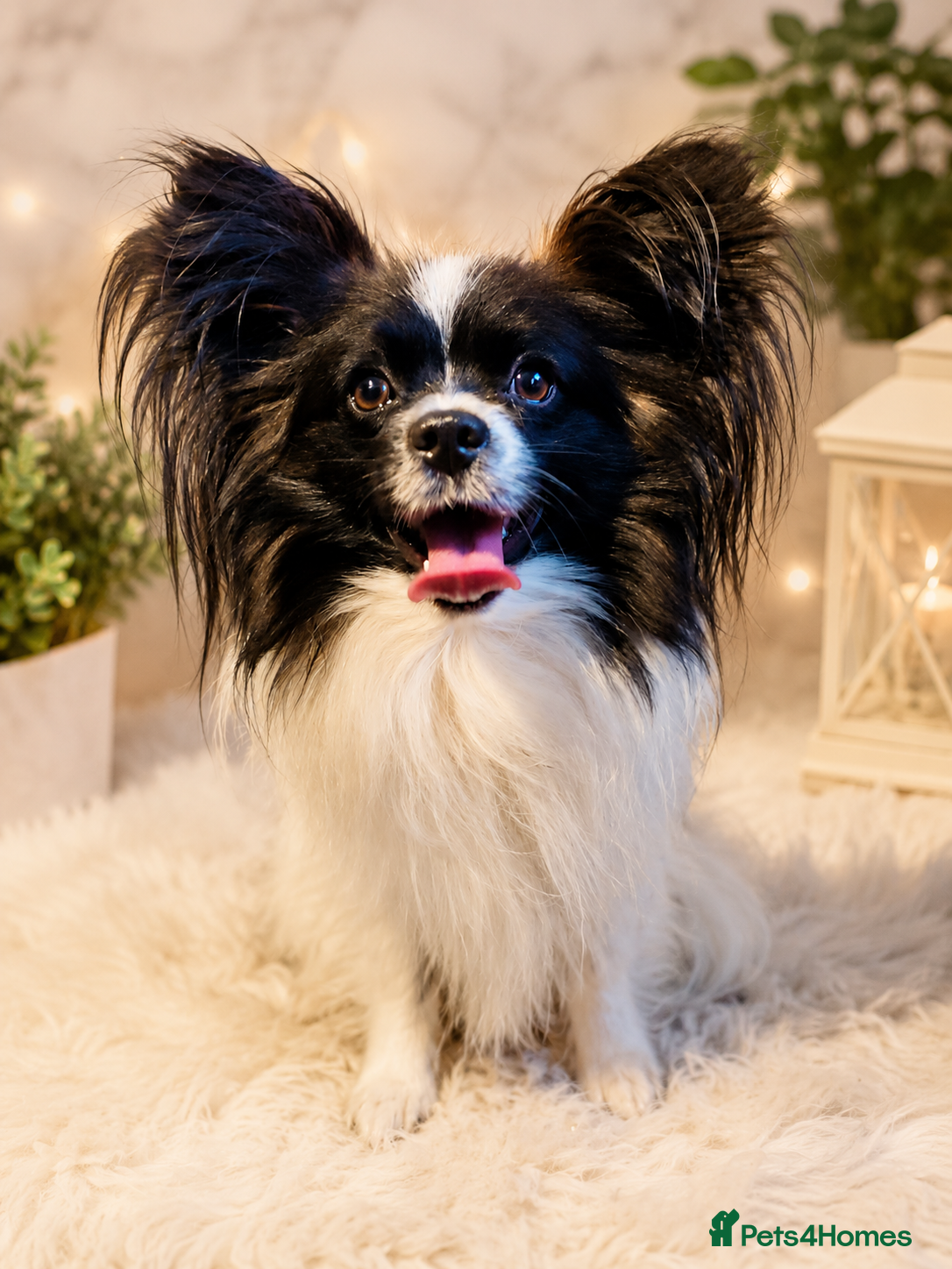 Papillon dogs Papillon - Advert 1