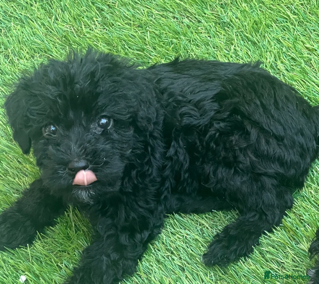 Schnoodle dogs for sale: 🐾🐶Adorable Cavaschnauzer pups 🐶🐾 - Advert 2