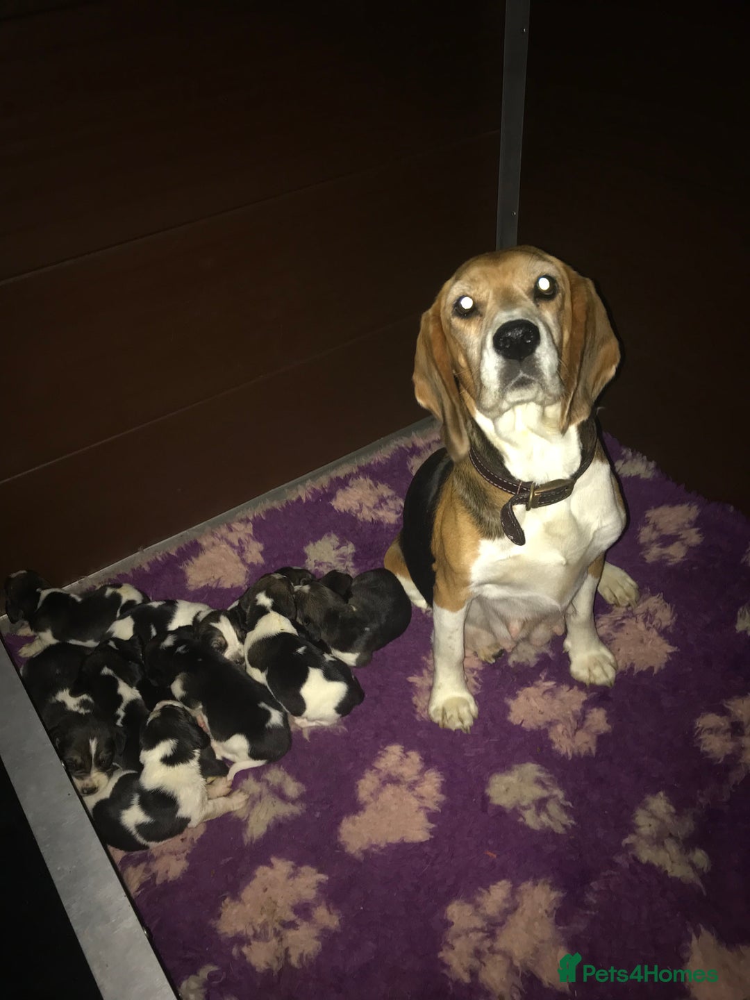 Beagle dogs for sale: 💕Health tested beagle puppies 💕 - Advert 6