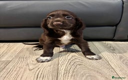 Cocker Spaniel dogs for sale: Cocker Spaniel Puppies Ready Now - Image 9