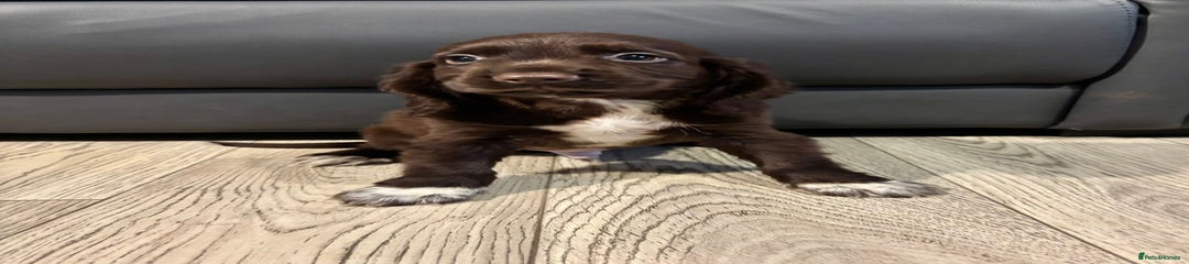 Cocker Spaniel Puppy 4