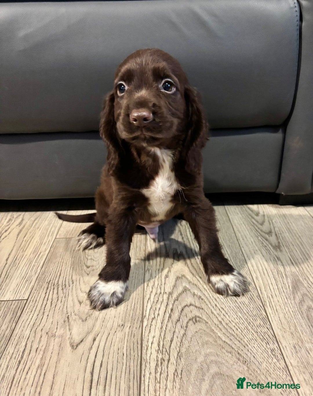 Cocker Spaniel dogs for sale: Cocker Spaniel Puppies Ready Now - Image 9