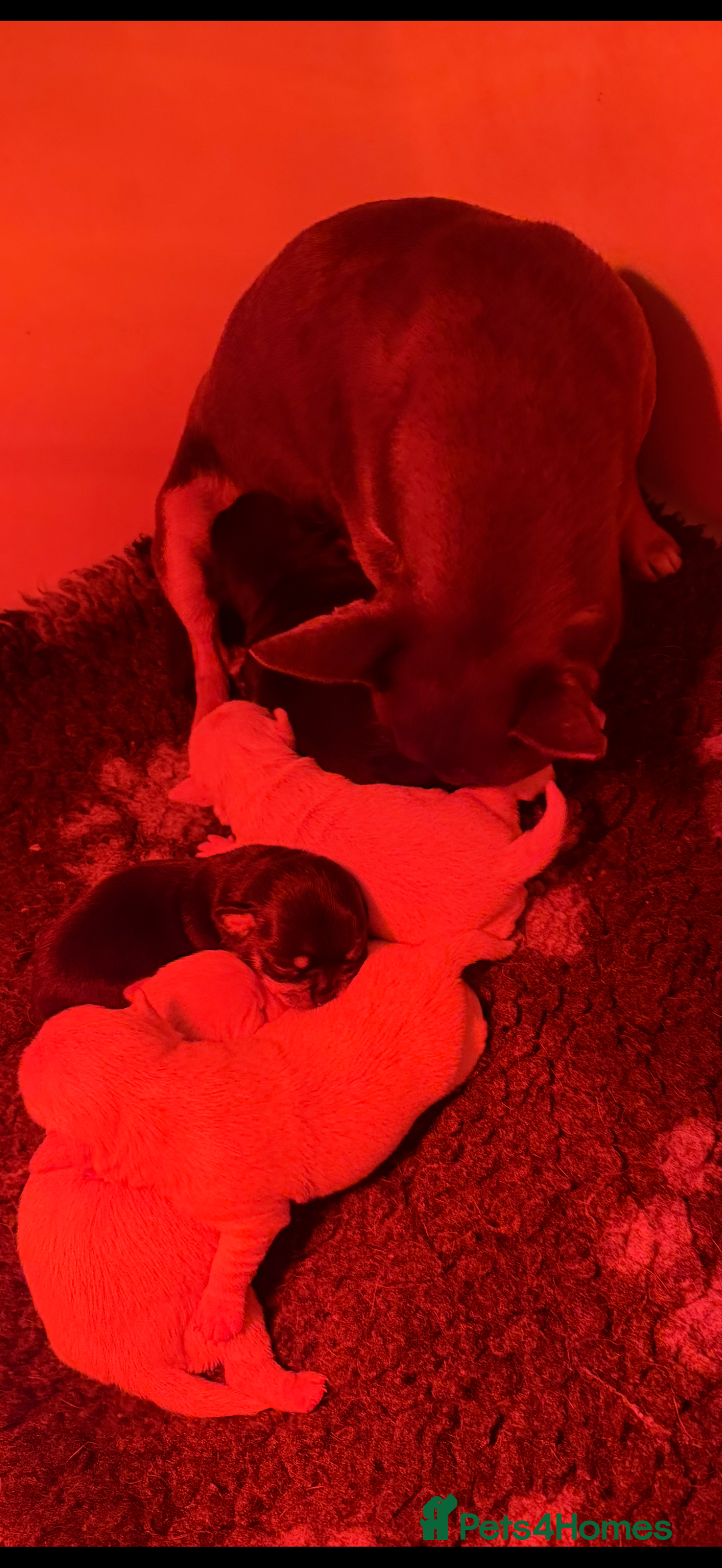 Chihuahua dogs for sale: Fuzzy playful baby boy tri coloured  - Advert 2