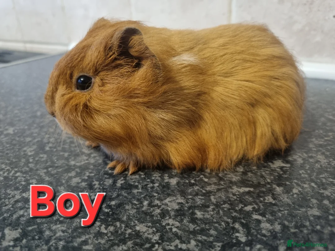 Guinea Pig rodents for sale: Guinea pigs for sale £25 each  - Advert 2