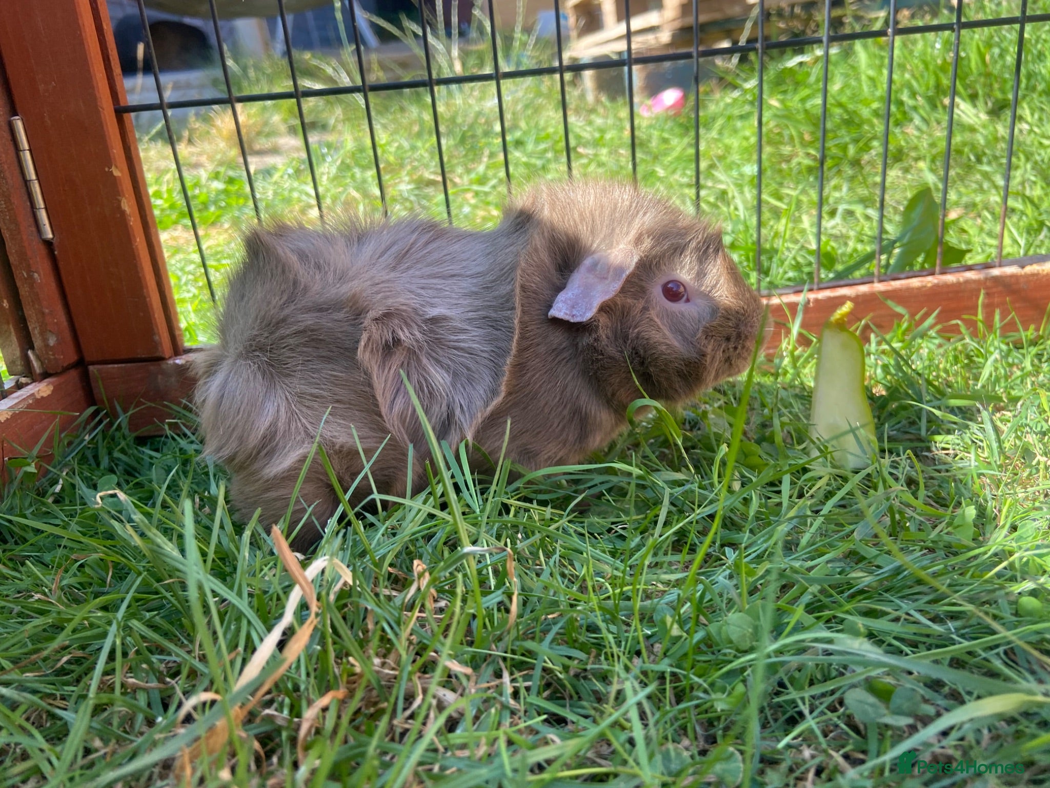 Guinea Pig rodents 1 beautiful Grey Fluffy Boy Boar Guinea Pig  - Advert 20