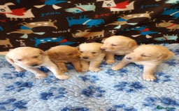Labradoodle dogs for sale: f1 MINIATURRE LABRADOODLES FROM 5*LICENCED BREEDER - Image 15