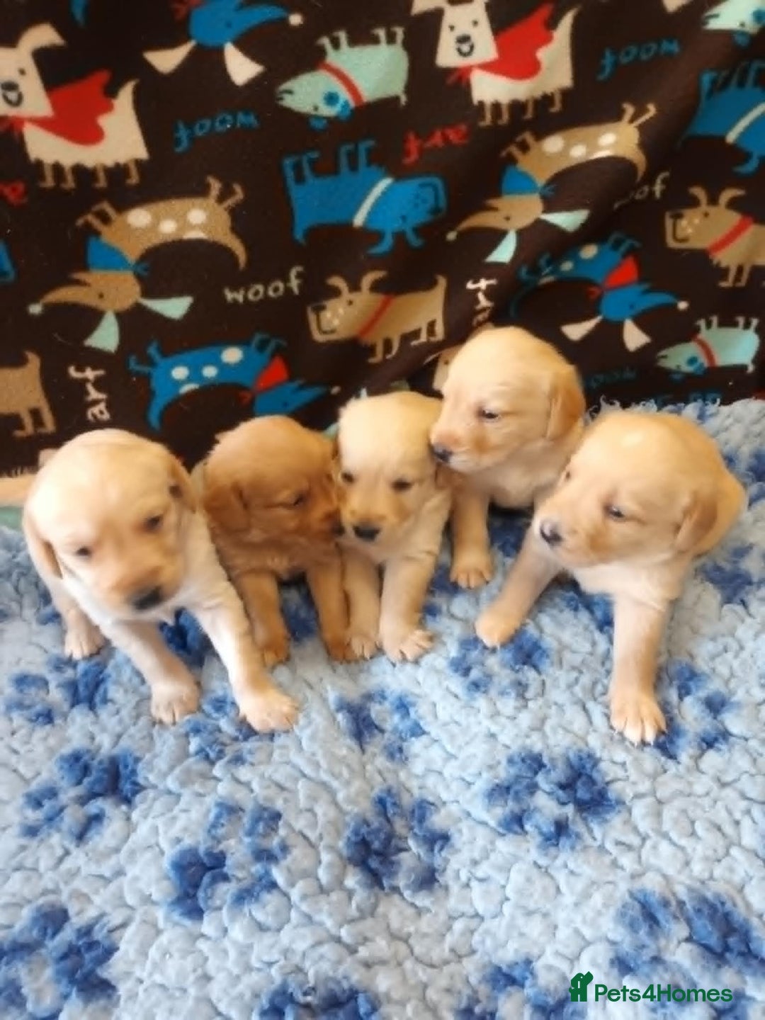 Labradoodle dogs for sale: f1 MINIATURRE LABRADOODLES FROM 5*LICENCED BREEDER - Image 15
