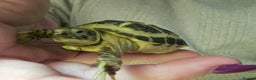 Tortoise reptiles for sale: Horsefield Tortoise and Enclosure. - Advert 2