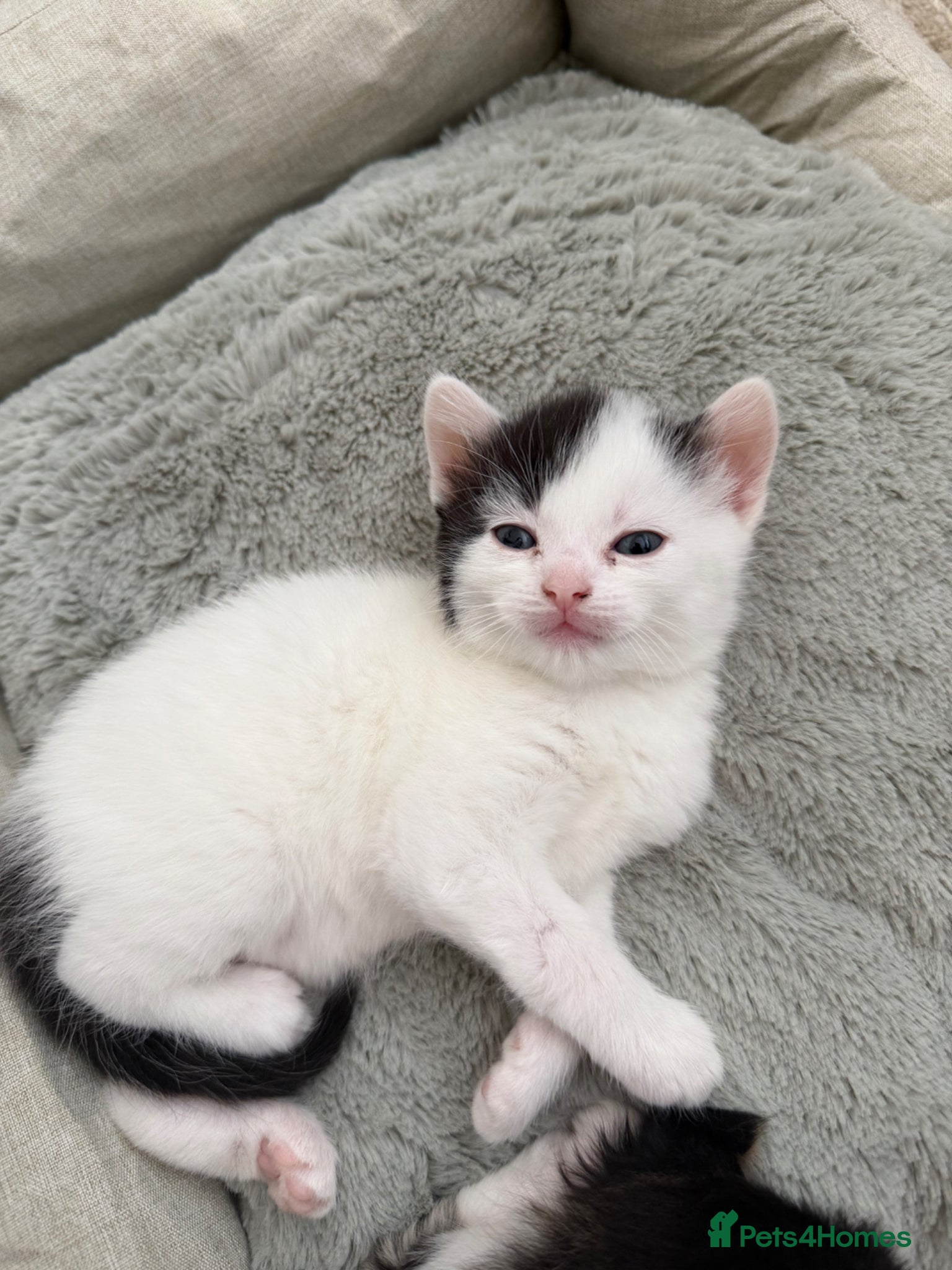 Mixed Breed cats for sale: Gorgeous, lovely Tabby kittens looking for home💕 - Advert 17