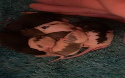 Rat rodents for sale: Rats looking for 5* homes only  - Image 11