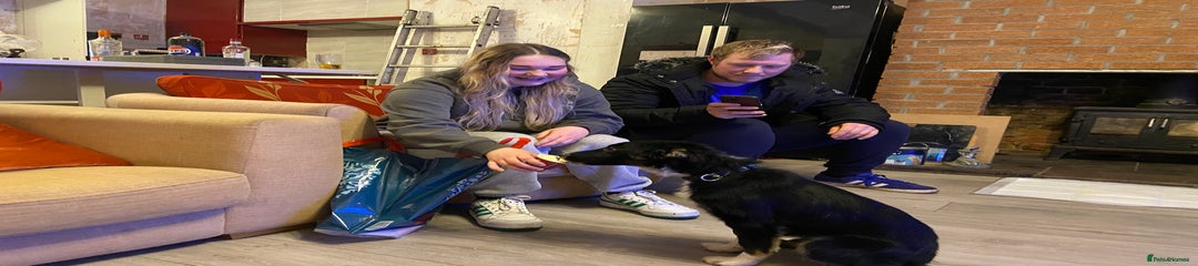 Border Collie Puppy 1