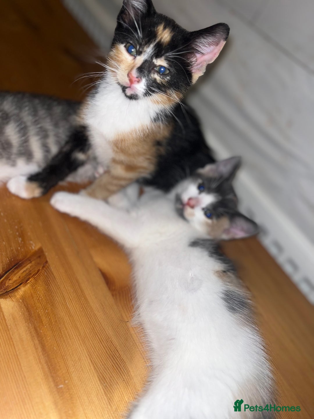 Mixed Breed cats for sale: Beautifully unique kittens - Image 6