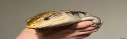 Skink reptiles for sale: Blue tongue skink in Tenbury Wells - Advert 2