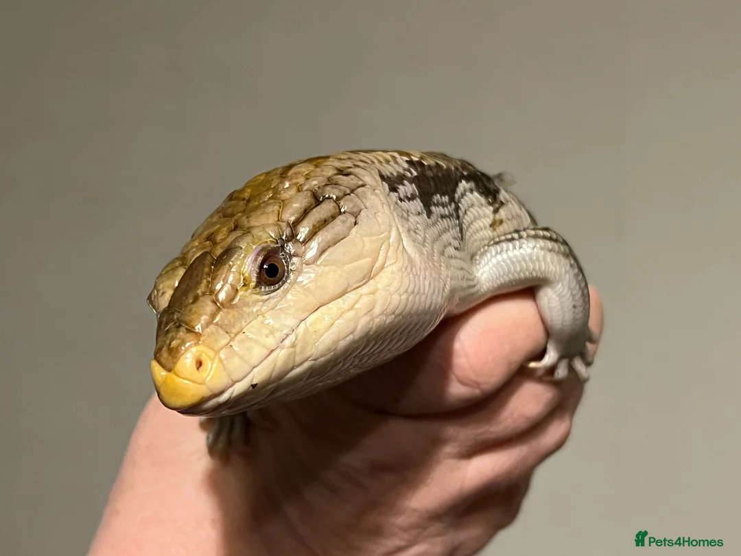 Skink reptiles for sale: Blue tongue skink in Tenbury Wells - Advert 2