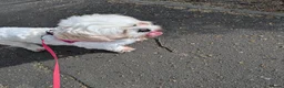 Malshi dogs for sale: Bonnie in Preston - Advert 4