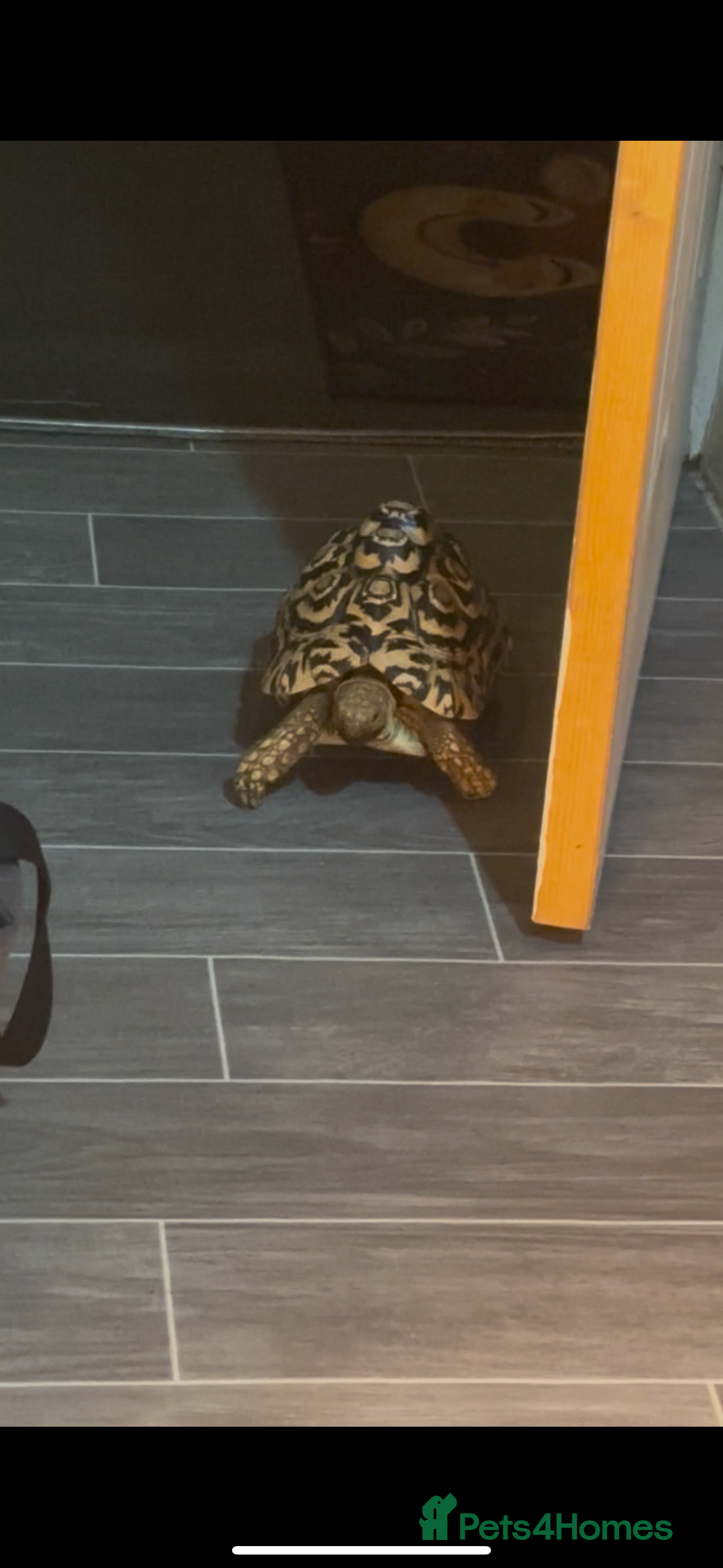 Tortoise reptiles Leopard tortoise in Barking - Advert 4