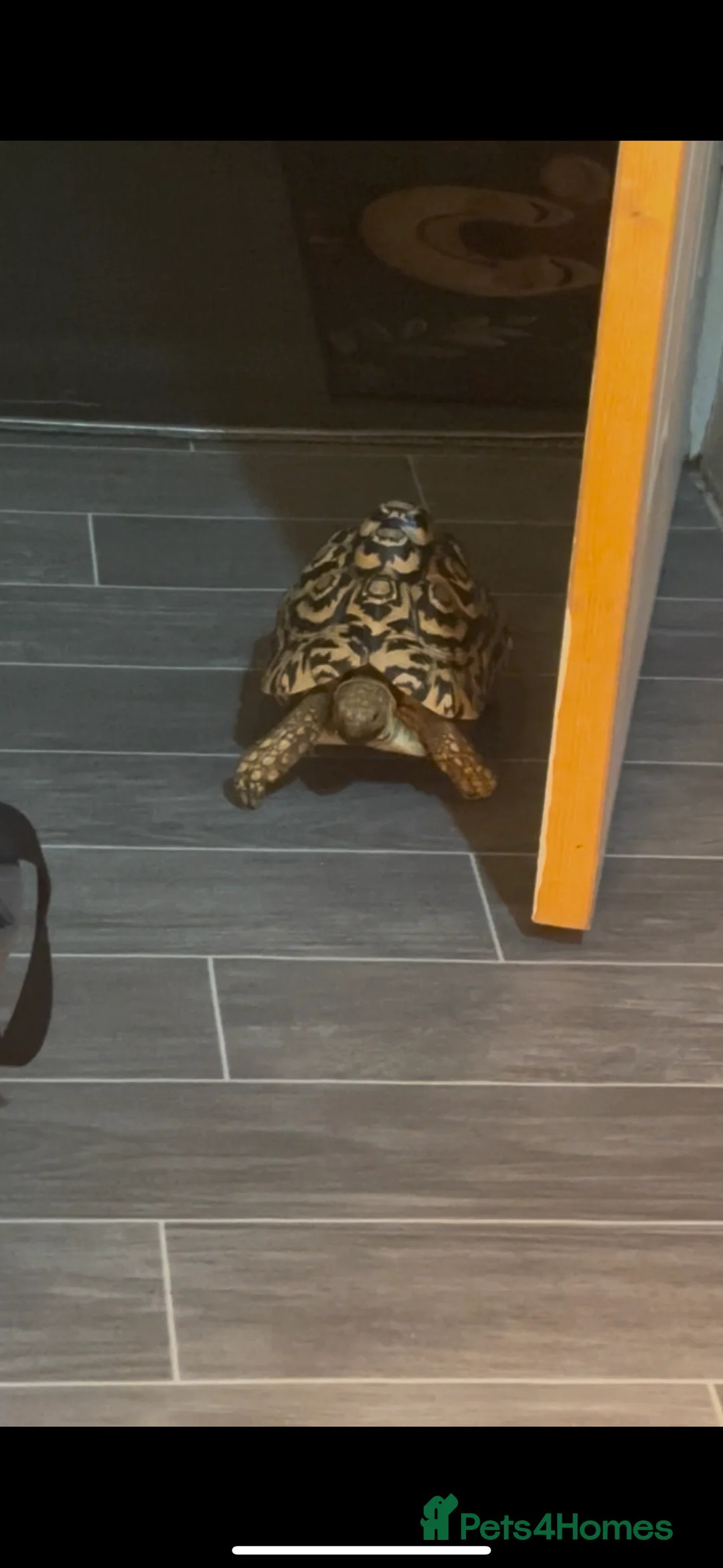 Tortoise reptiles for sale: Leopard tortoise in Barking - Advert 1